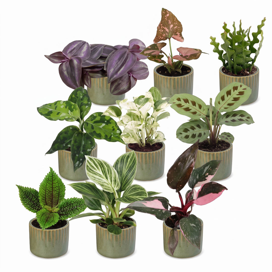Baby Plants Surprise Box, pack of 9 tropical plants in 6 cm pots, image 2