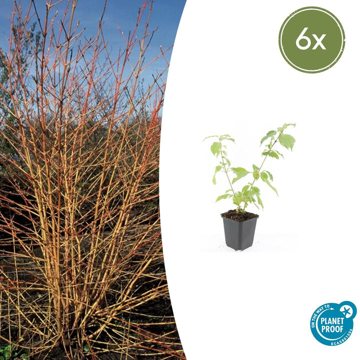 Young dogwood plant with bright green oval leaves on upright stems in black plastic pot, 10-25cm tall
