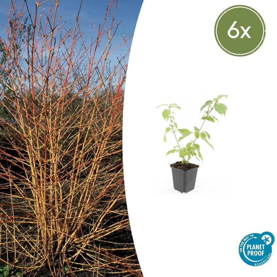 Young dogwood plant with bright green oval leaves on upright stems in black plastic pot, 10-25cm tall