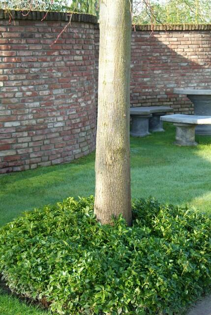 60x Pachysandra Terminalis - Evergreen Ground Cover - 10-25cm - Ø9cm