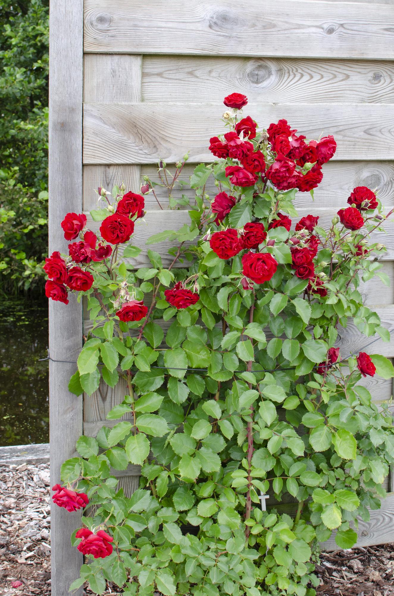3x Rosa Crazy in Love Red Climbing | 65cm – PlantGift.ie