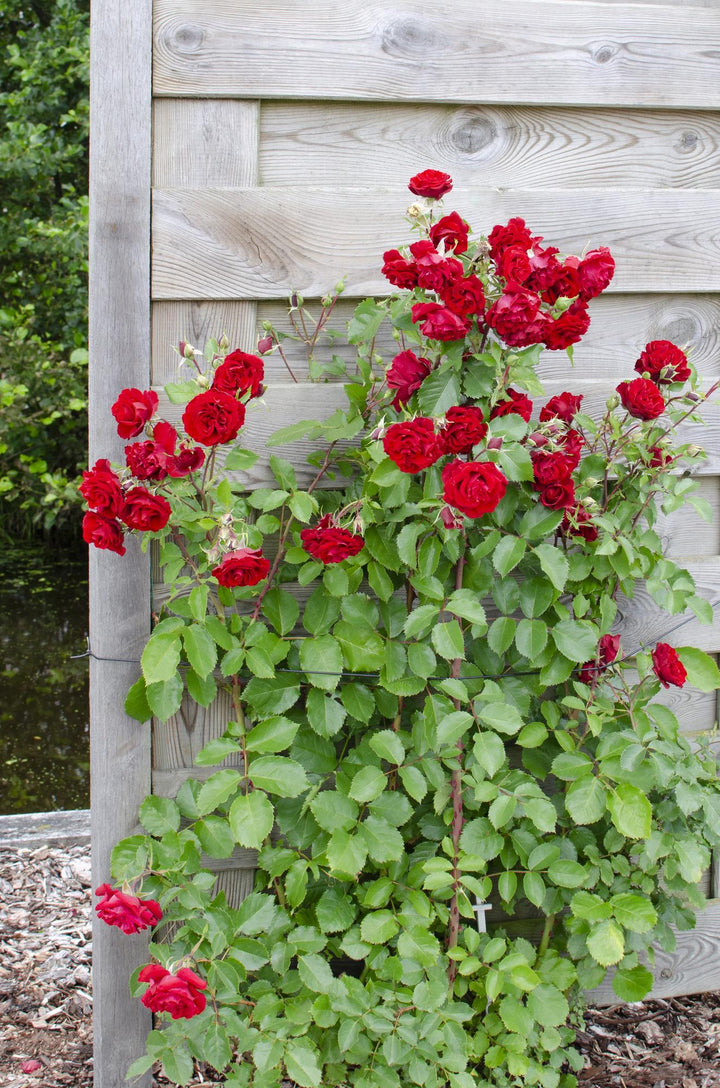 3x Rosa Crazy in Love Red - Fragrant Climbing Rose - Ø15cm - ↕65cm