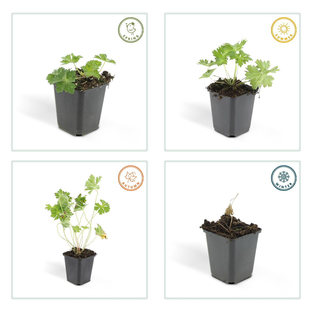 6x Geranium Rozanne - ↕10-25cm - Ø9cm full-plant overview, blue-violet garden flowers and soft foliage