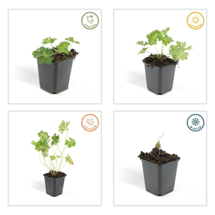 6x Geranium Rozanne - ↕10-25cm - Ø9cm full-plant overview, blue-violet garden flowers and soft foliage