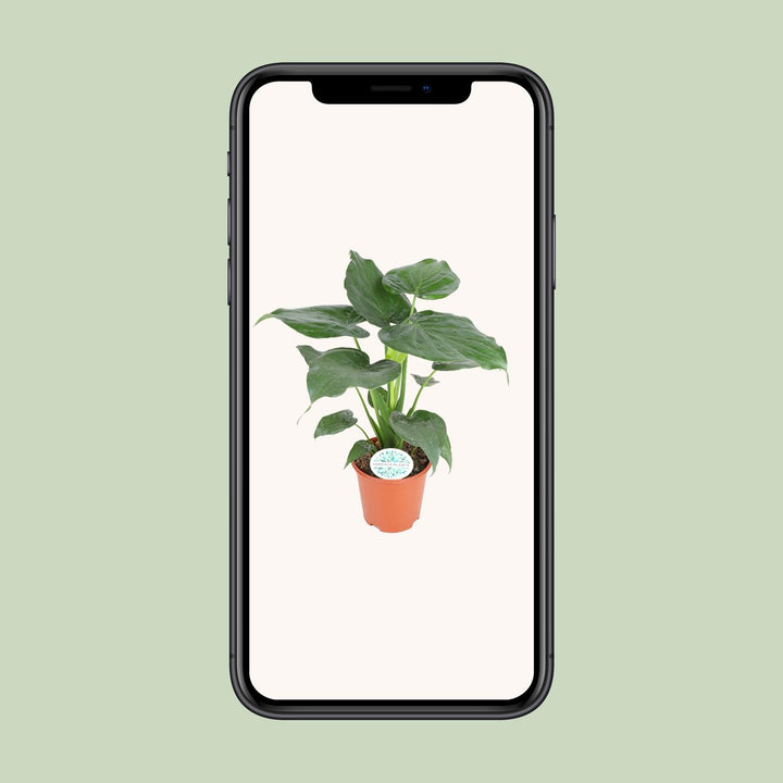 Alocasia Cucullata 80cm — Elephant Ear in 21cm pot