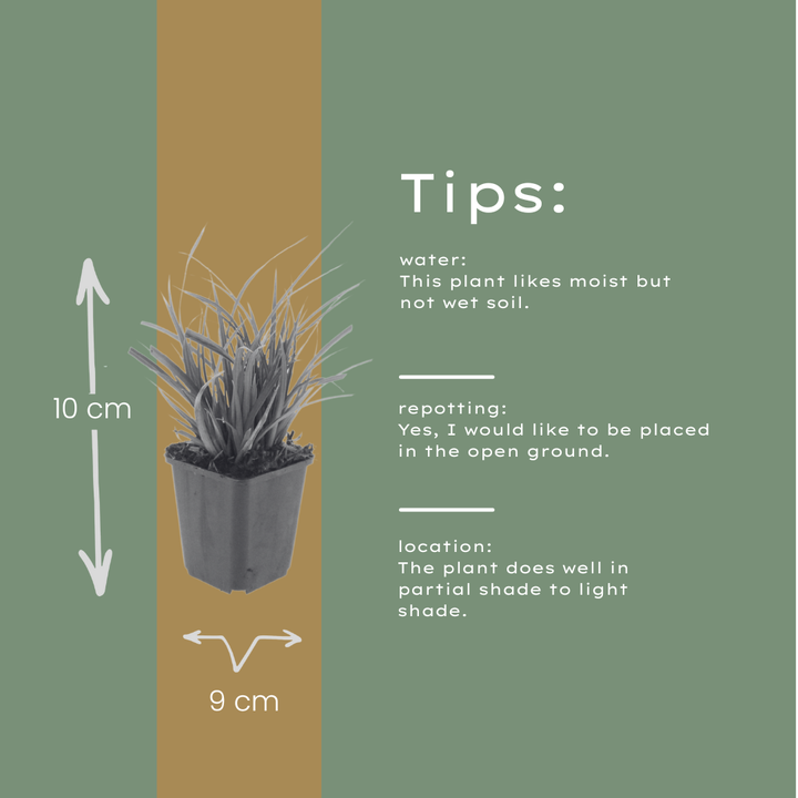 6x Carex morrowii - ↕10-25cm - Ø9cm full-plant overview, healthy foliage and strong roots