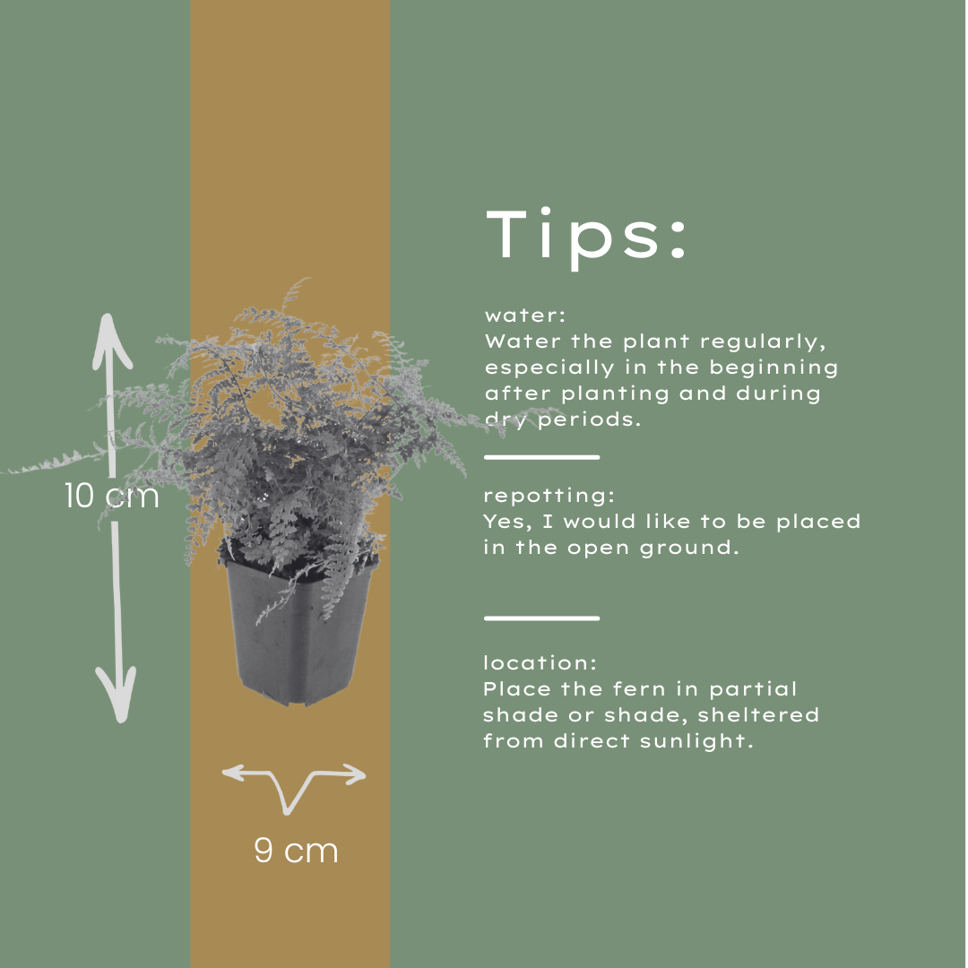 60x Polystichum set. 'Herrenhausen'- ↕10-25cm - Ø9cm