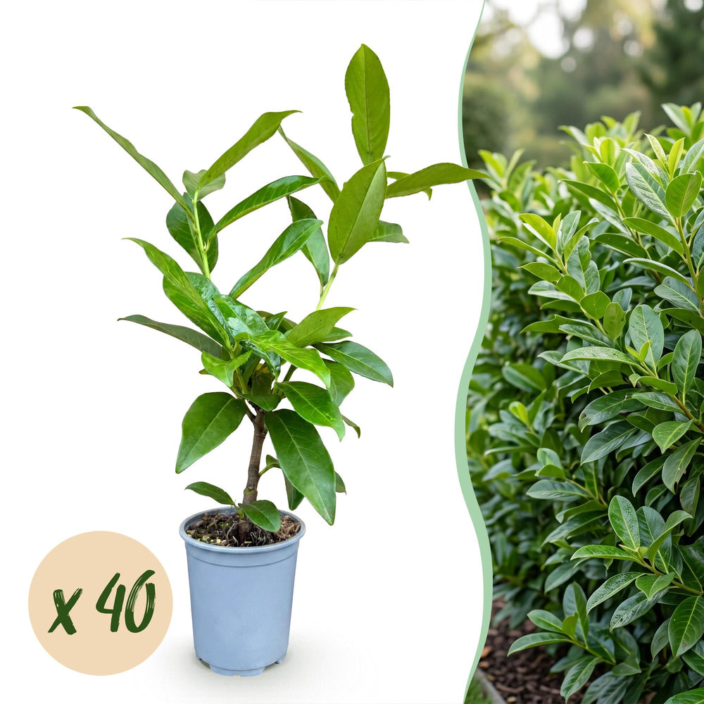 40 Prunus laurocerasus 'Novita' cherry laurel plants in 9cm pots, 25-35cm tall