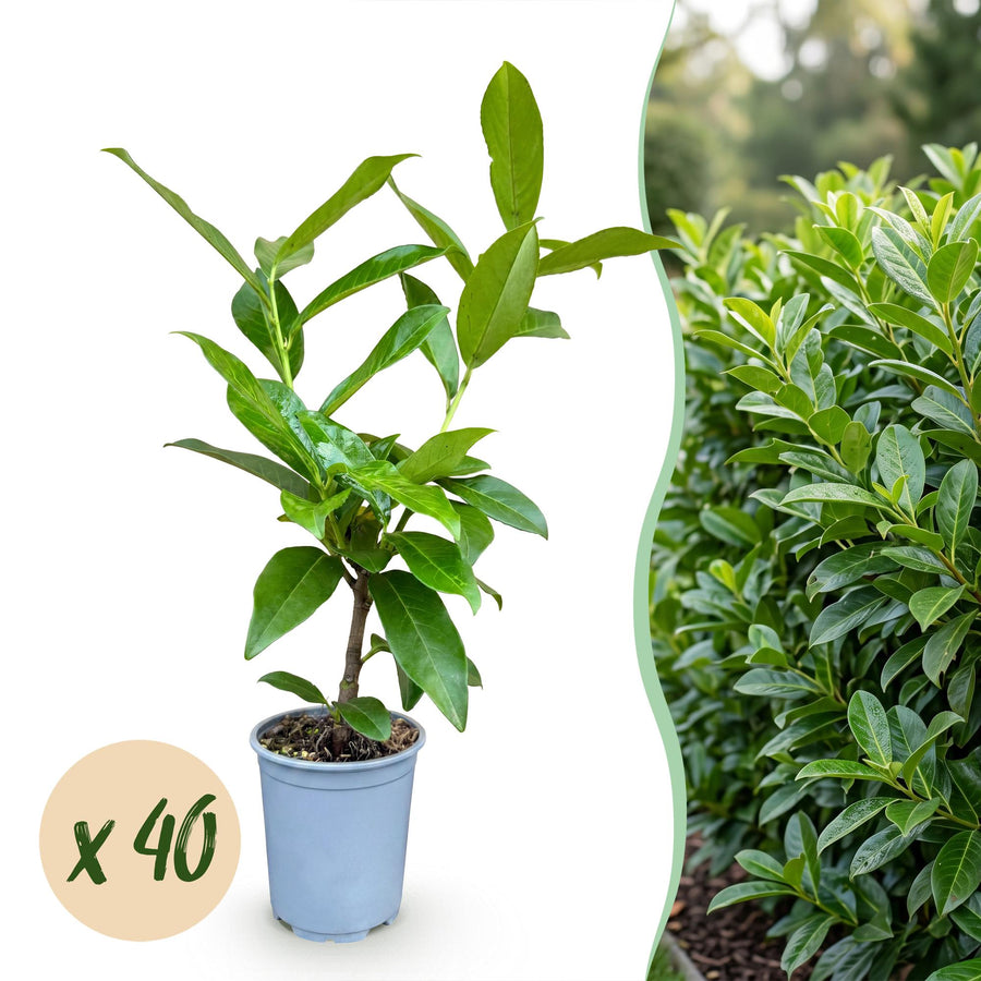 40 Prunus laurocerasus 'Novita' cherry laurel plants in 9cm pots, 25-35cm tall