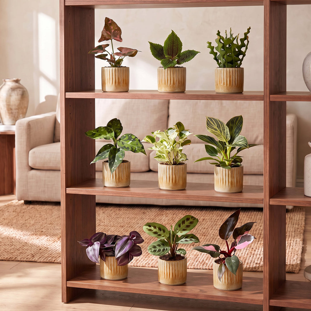 9x Baby Plants Surprise Box - Linnea Honey – PlantGift.ie