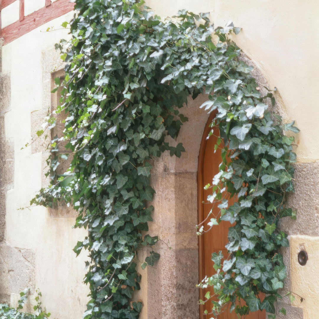 Hedera Helix 'Glacier': Versatile Variegated Ivy for Every Garden – Buy Now!