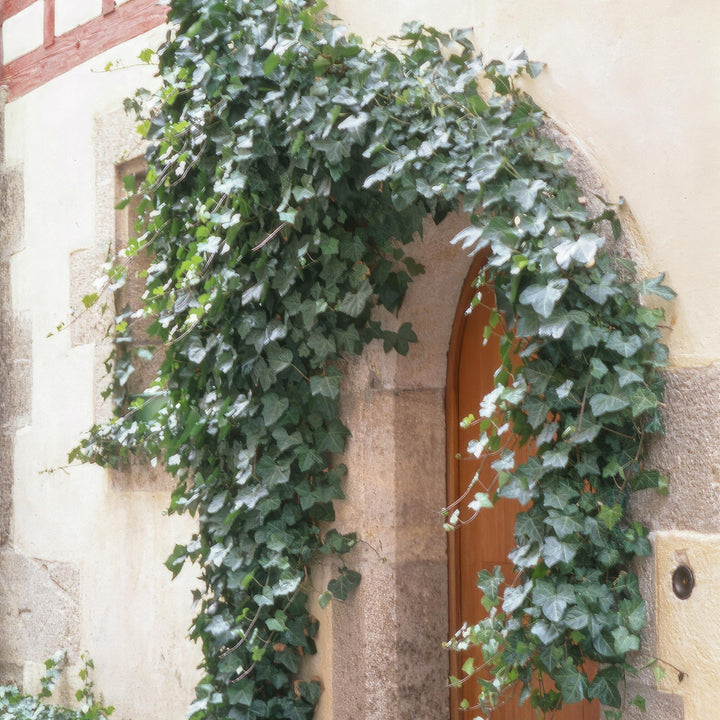 Hedera Helix 'Glacier': Versatile Variegated Ivy for Every Garden – Buy Now!