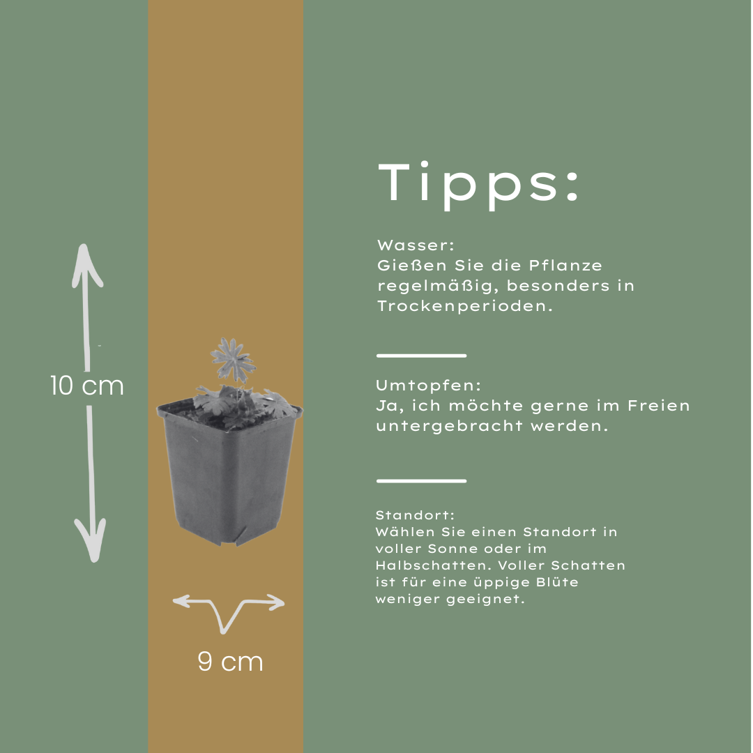 48x Geranium sanguineum - ↕10-25cm - Ø9cm