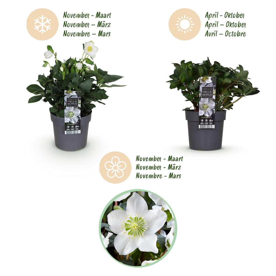 2x Helleborus niger 'Christmas Carol' Christmas Rose in 14cm pots - view 9