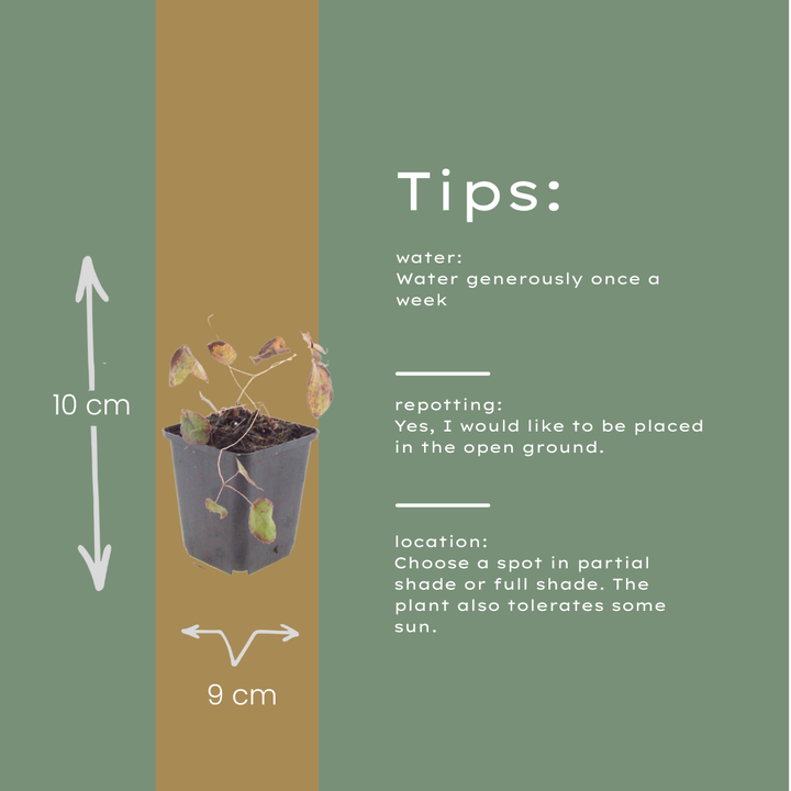 48x Epimedium rubrum - ↕10-25cm - Ø9cm