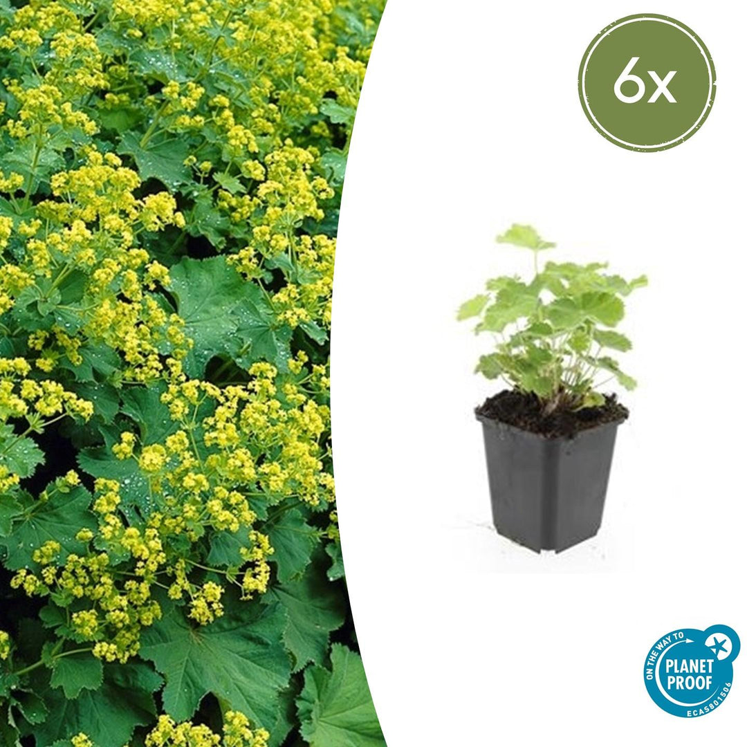 Lady's mantle with bright yellow clustered flowers and pale green lobed leaves, young plant in black plastic pot