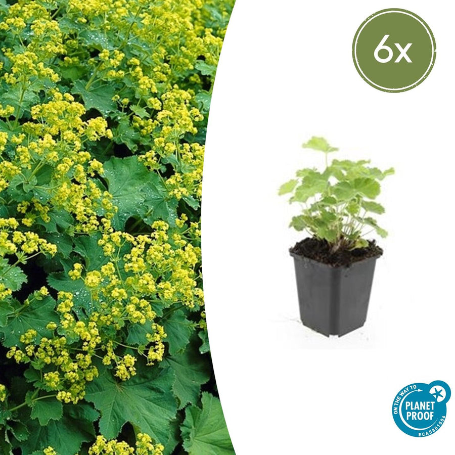 Lady's mantle with bright yellow clustered flowers and pale green lobed leaves, young plant in black plastic pot