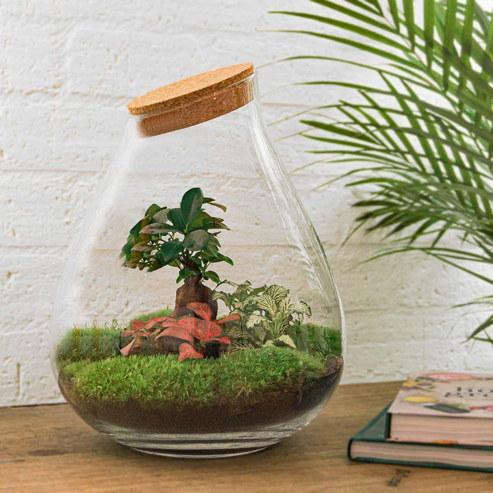 DIY terrarium - Drop XL - ↕ 37 cm - Rake + Shovel + Tweezer + Scissors