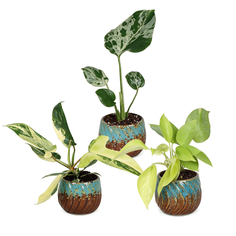 Baby Tropical Mix, three tropical houseplants in growing pots, image 2