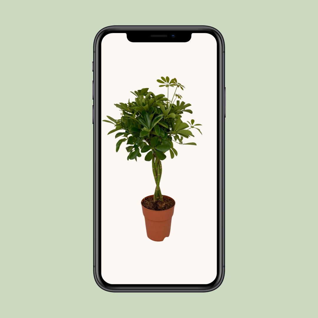 Schefflera Compacta 80cm — Dwarf Umbrella Tree in 19cm pot