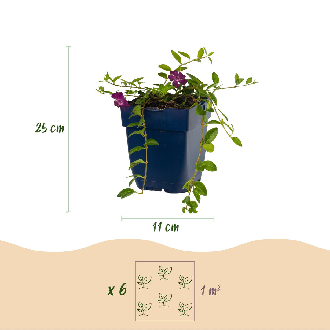 Pack of 24 Vinca minor 'Atropurpurea' lesser periwinkle plants in 11cm pots - view 3
