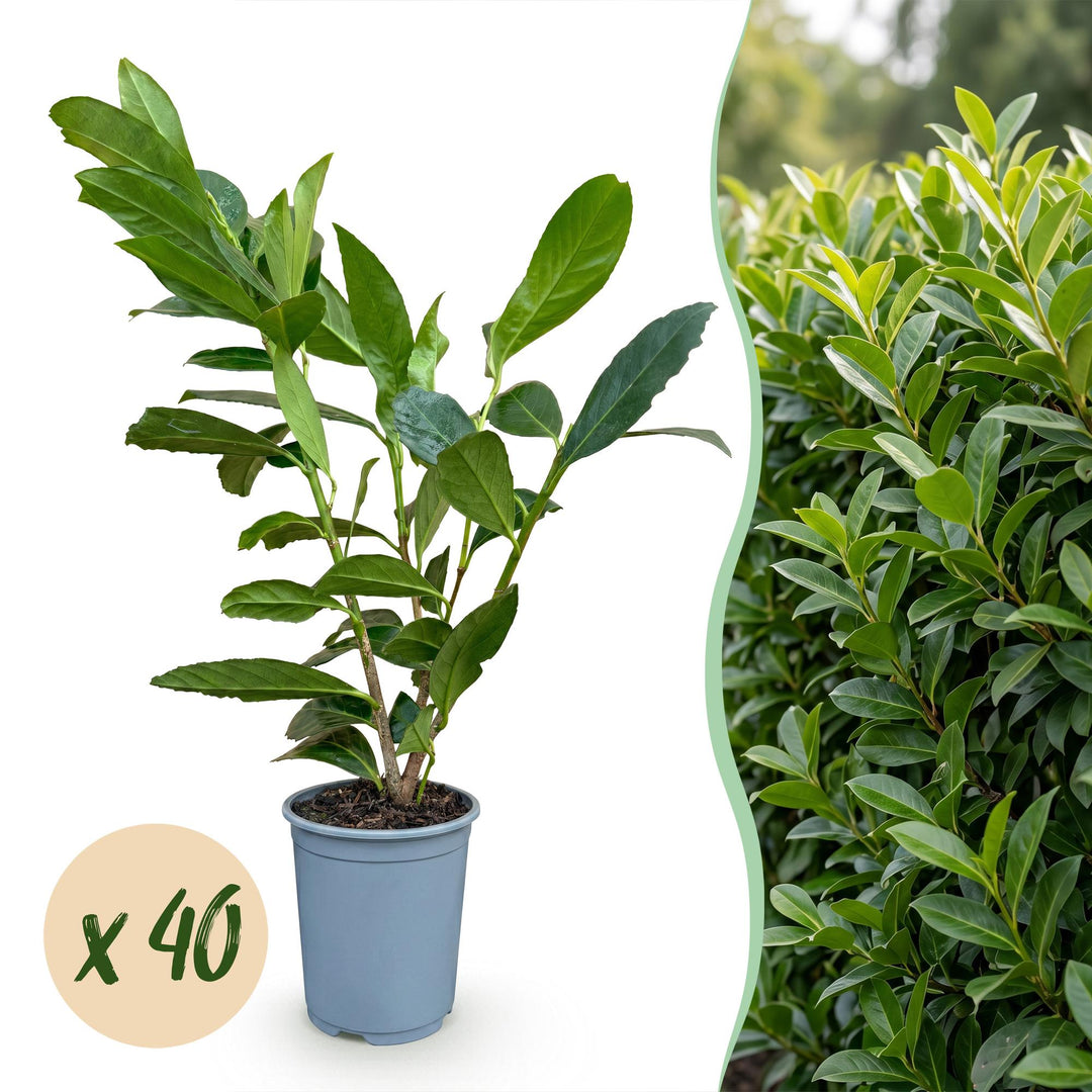 40 Prunus laurocerasus 'Caucasica' cherry laurel plants in 9cm pots, 25-35cm tall