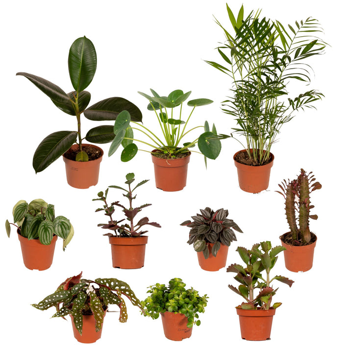 Selection of 10 houseplants in terracotta pots, including rubber plant, parlour palm, peperomia, prayer plant, begonia,…