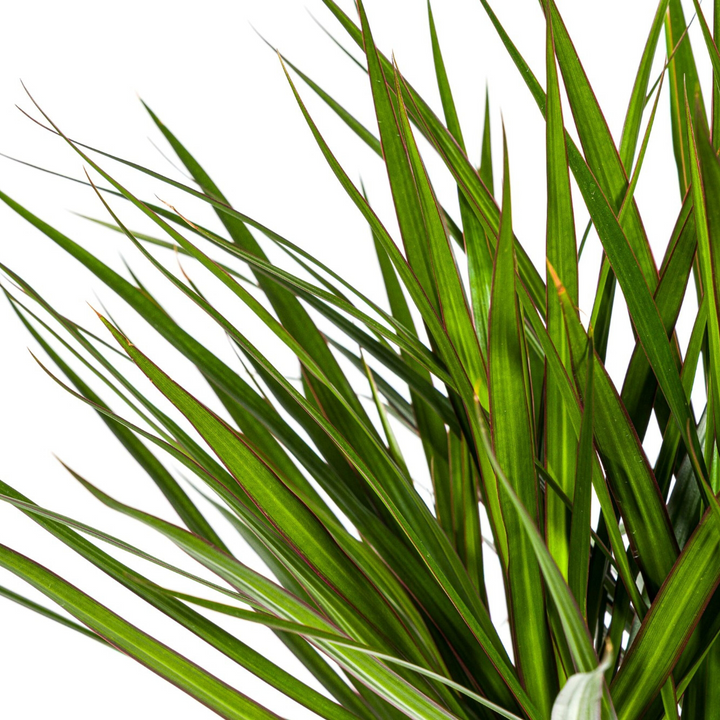 Dracaena Marginata Green 130-150cm — Madagascar Dragon Tree in 24cm pot, with basket