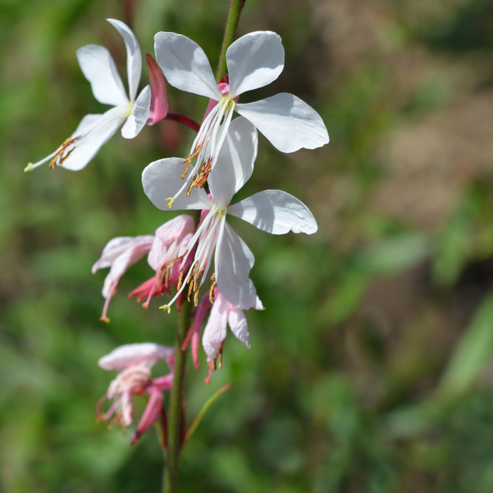 Gaura lindheimeri stem with white four-petalled flowers and pink unopened buds, orange stamens visible, green blurred…