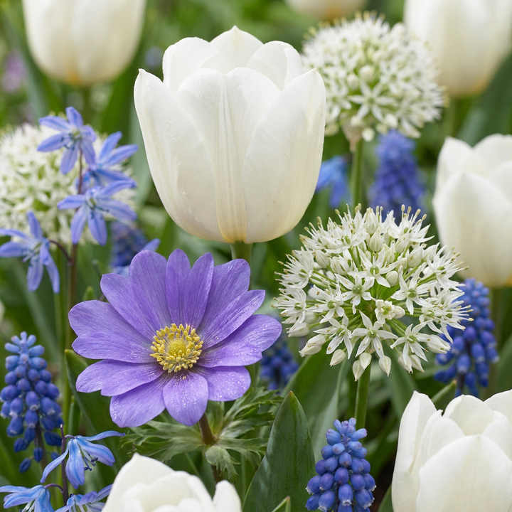 Blue Bulb Garden Collection: a mixed planting of blue spring bulbs in flower, 1000-bulb pack for Irish gardens