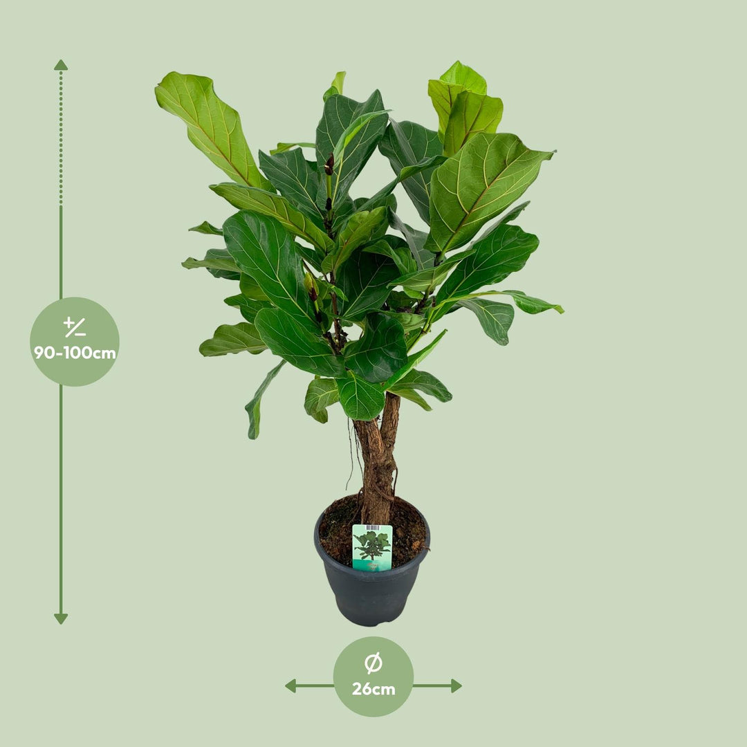 Ficus Lyrata Fiddle Leaf Fig - 26cm Pot - 100cm Tall