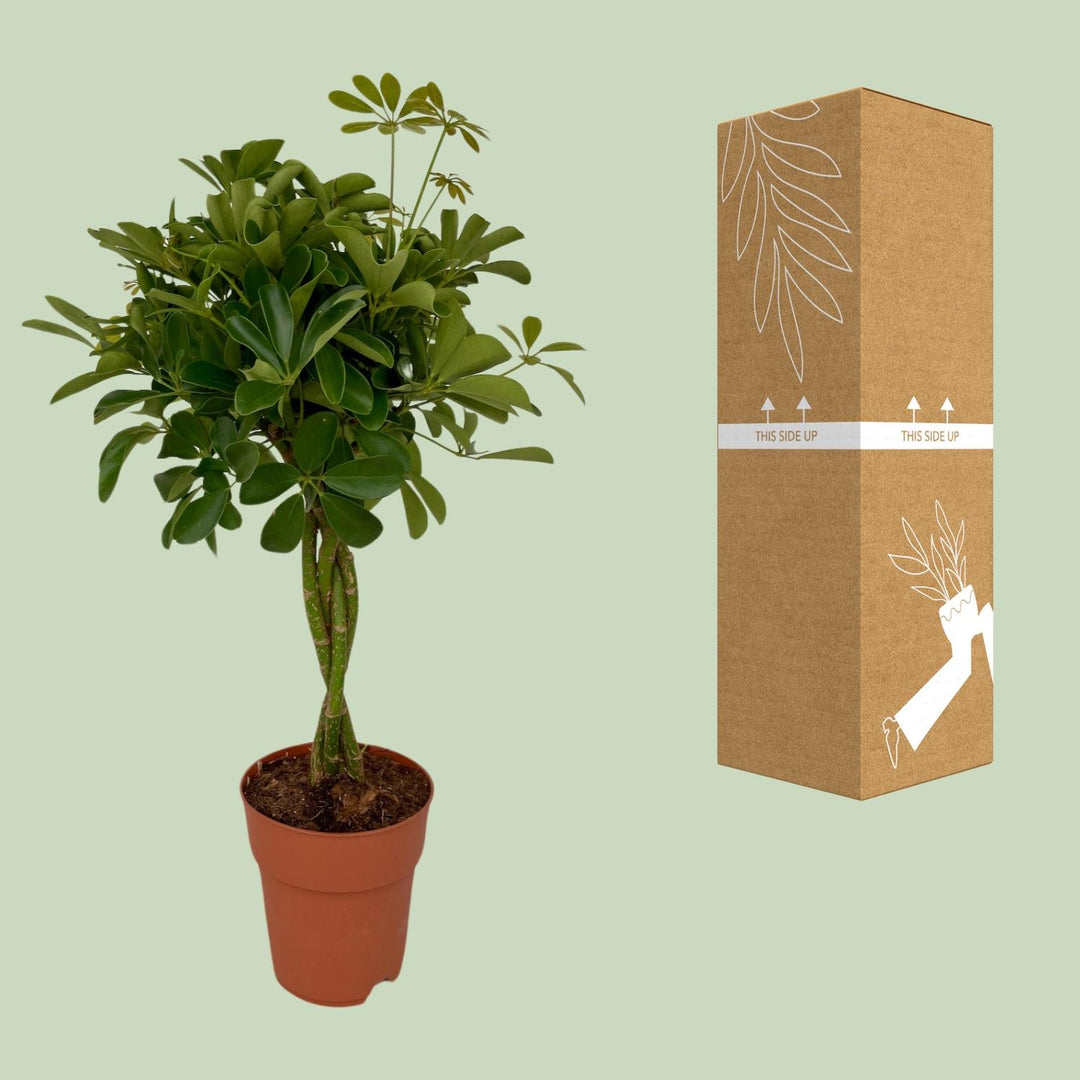 Schefflera Compacta 80cm — Dwarf Umbrella Tree in 19cm pot