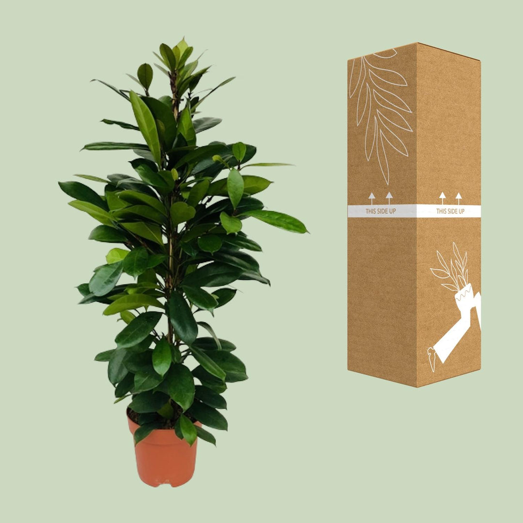 Ficus Cyathistipula - Ø21cm - ↕105cm styled in an Irish home interior
