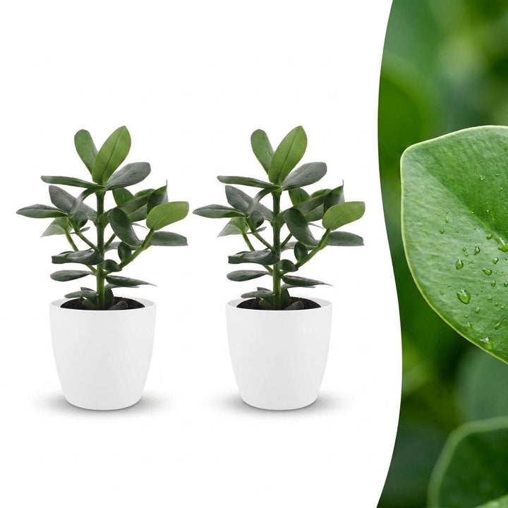 Autograph Tree with thick leathery paddle-shaped leaves in deep glossy green, set of 2 plants in a white ceramic pot, about 40cm tall