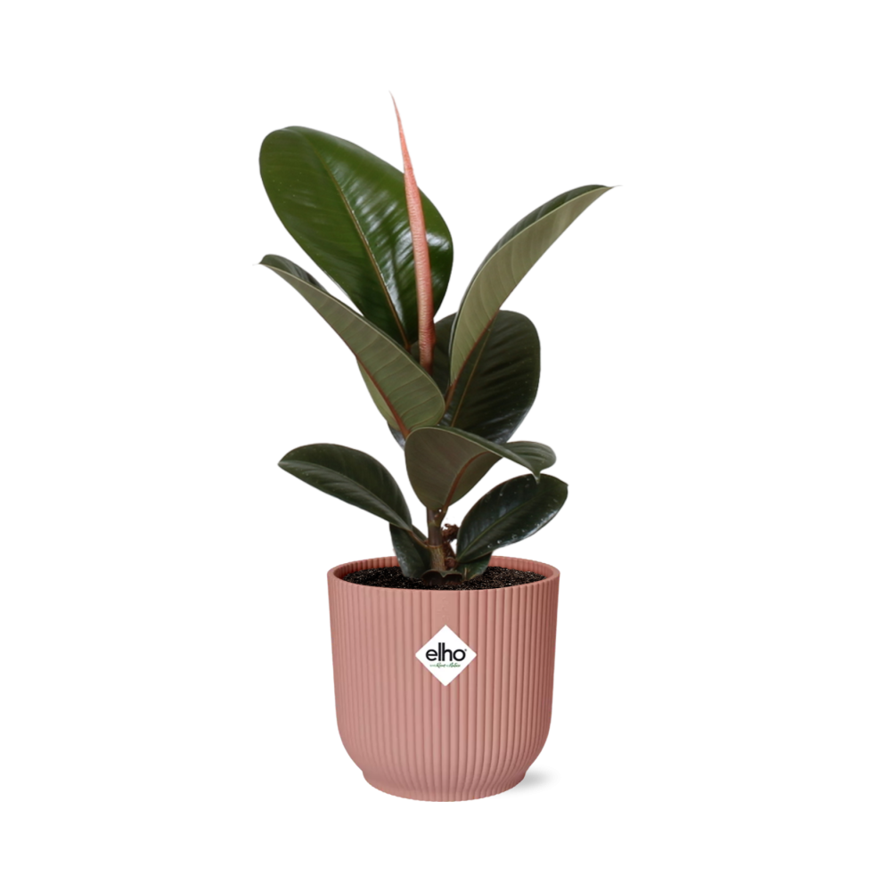 Young Ficus elastica Robusta rubber plant with glossy dark leaves in a pink ribbed ELHO Vibes pot