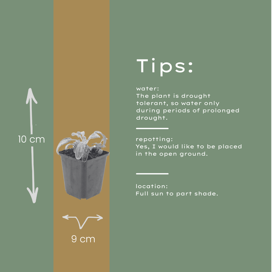 6x Stachys byzantina 'Silver Carpet' - ↕10-25cm - Ø9cm