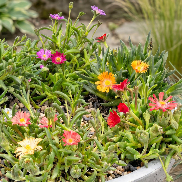 24x Delosperma Mix Ice Plant - Hardy Alpine Perennials - 7cm Pot - 10-12cm