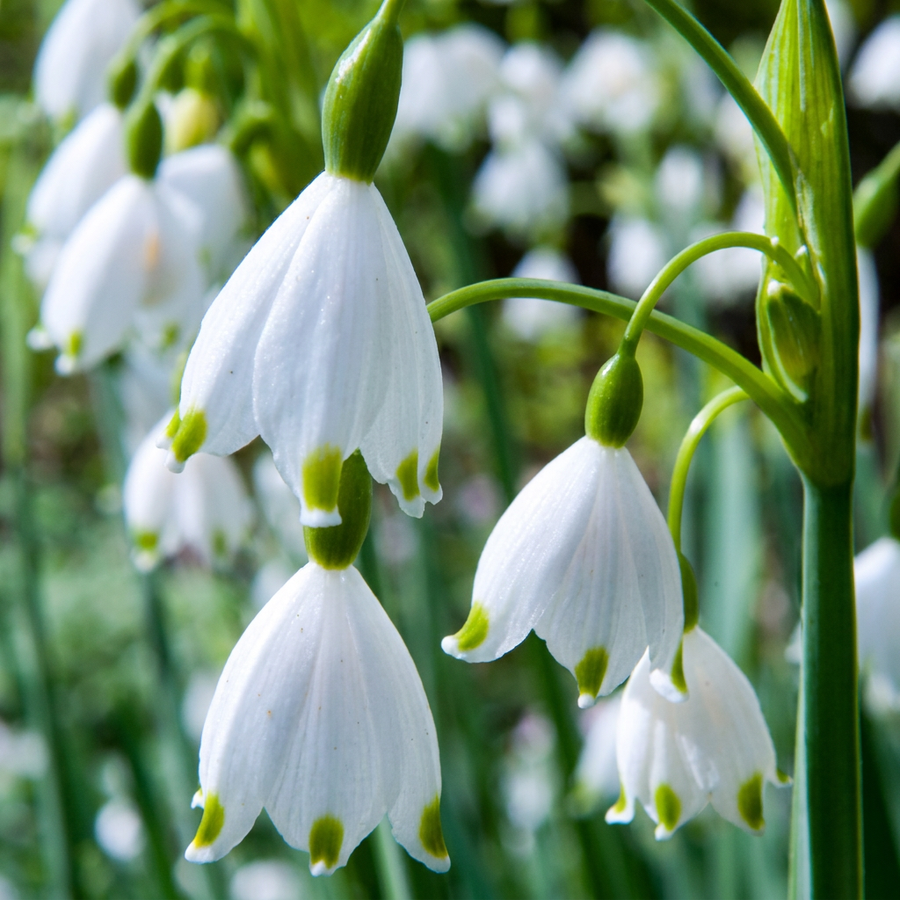 Leucojum aestivum in flower, clusters of white bells each tipped with green, 320-bulb pack for Irish gardens