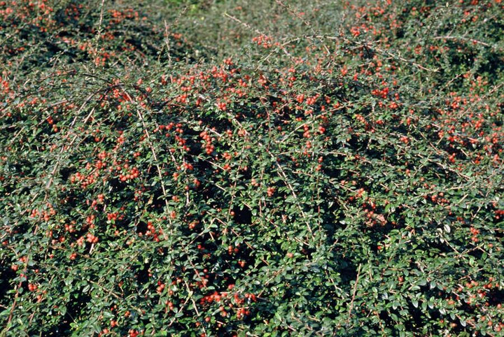 40x Cotoneaster Coral Beauty Ground Cover - Evergreen - 10-25cm