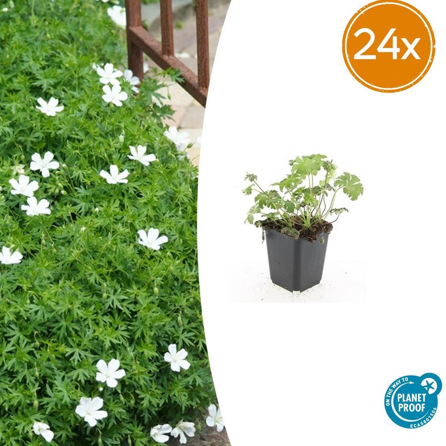 White Geranium sanguineum 'Album' hardy perennial plants in 9cm pots, ideal for borders and butterfly gardens.