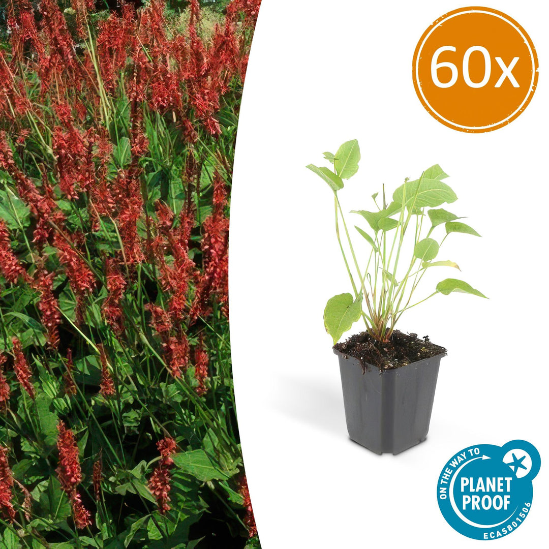 Persicaria amplexicaulis: Vibrant Red Blooms for Season-Long Color – Buy Now!