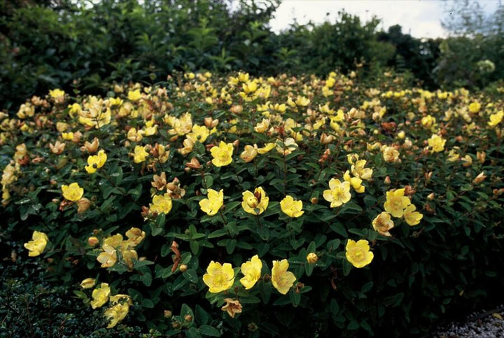 40x Hypericum Peter Dummer - Semi-Evergreen Ground Cover - 10-25cm