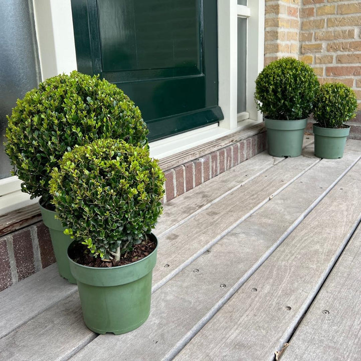 2x Ilex crenata 'Jenny' ball XL | set of 2 pieces | 25 cm Ø
