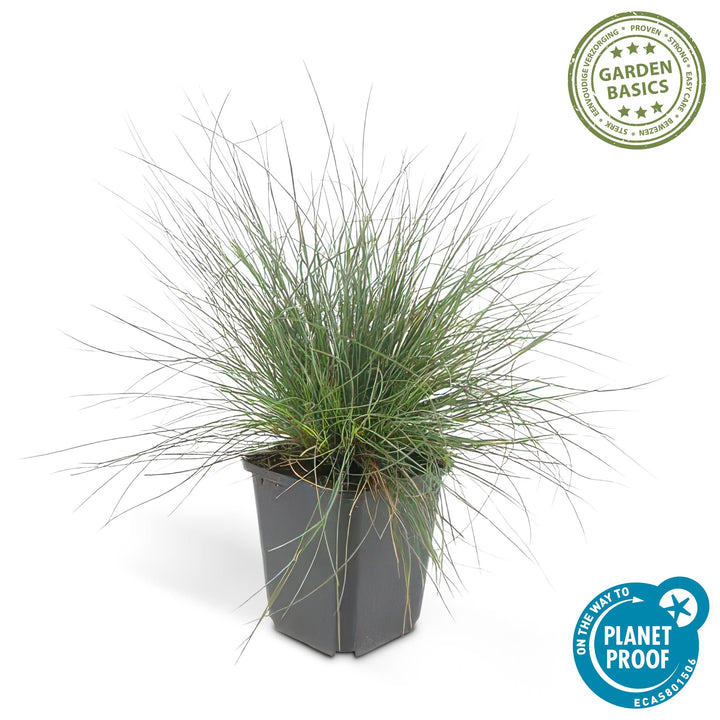 24x Festuca glauca 'Elijah Bleu' - ↕10-25cm - Ø9cm — healthy root ball and nursery pot ready to ship from Ireland