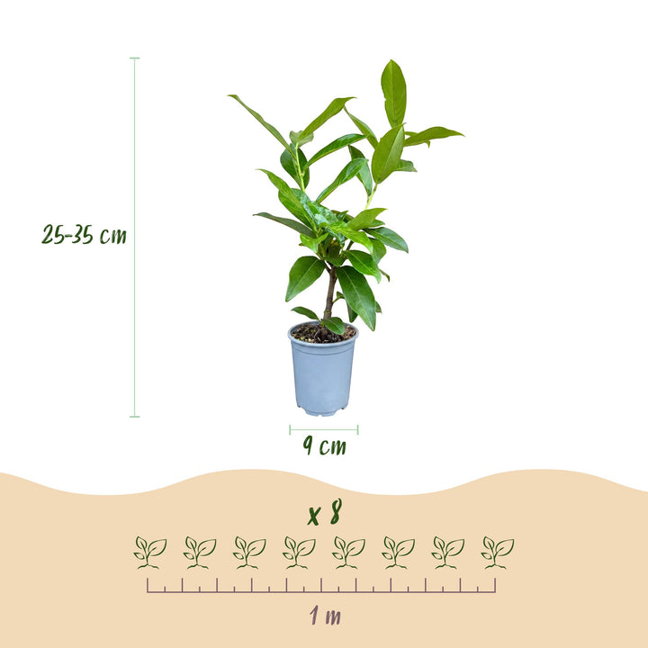 40 Prunus laurocerasus 'Novita' cherry laurel plants in 9cm pots, 25-35cm tall - view 4