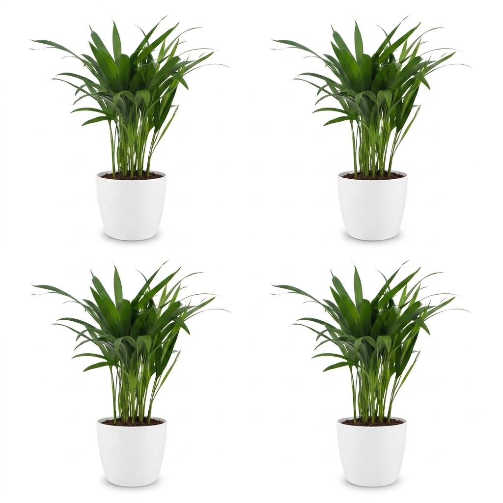 Areca Palm (Dypsis lutescens) - 4 Plants with White Ceramic Pot - 12cm Pot - 45cm Tall