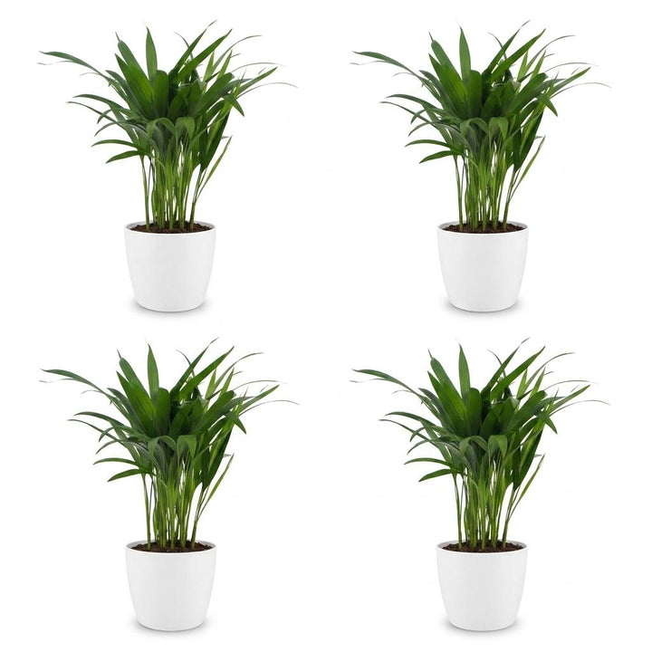 Areca Palm (Dypsis lutescens) - 4 Plants with White Ceramic Pot - 12cm Pot - 45cm Tall