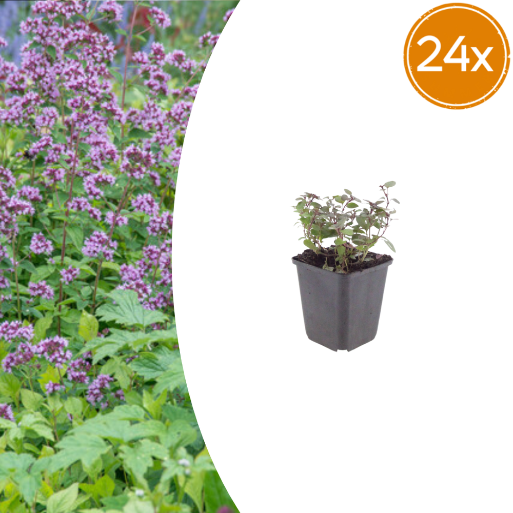 Healthy foliage and strong roots close-up of 24x Origanum laevigatum 'Herrenhausen' - ↕10-25cm - Ø9cm