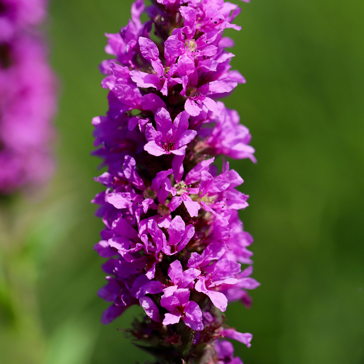6x Lythrum salicaria - ↕10-25cm - Ø9cm — healthy root ball and nursery pot ready to ship from Ireland