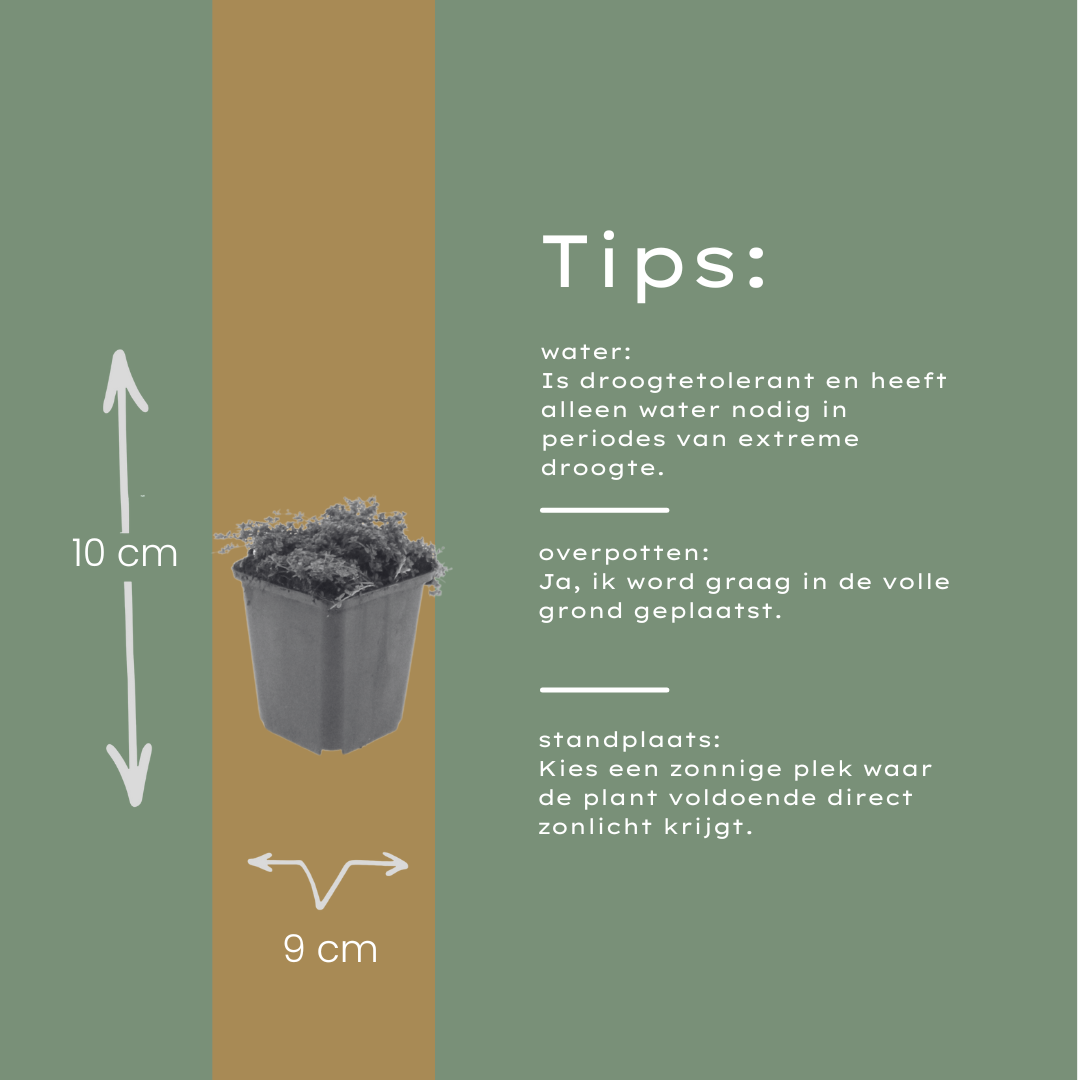 6x Thymus praecox 'Purple Beauty' - ↕10-25cm - Ø9cm